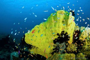 Papua New Guinea coral