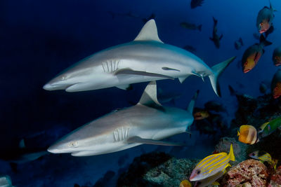 Alphonse reef shark
