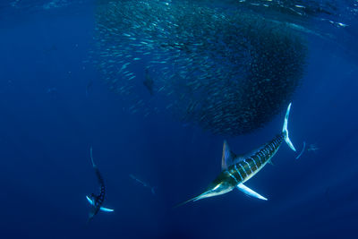 Striped marlin Mexico