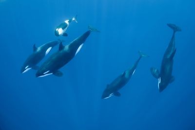 pod of orcas