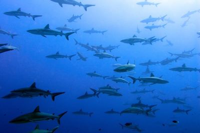 grey reef sharks