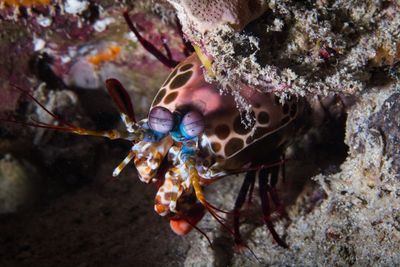 mantis shrimp