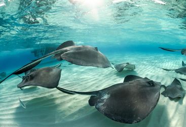 stingray city cayman islands