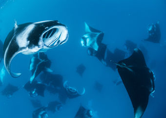 manta rays feeding Maldives