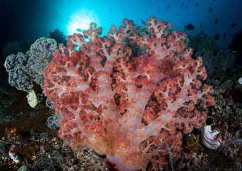 Coal in papua new guinea