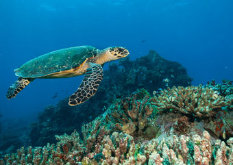 sea turtle seychelles