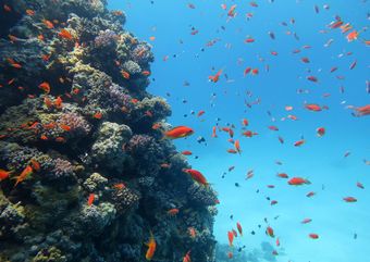 coral fish in red sea