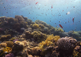 reef fish Red Sea