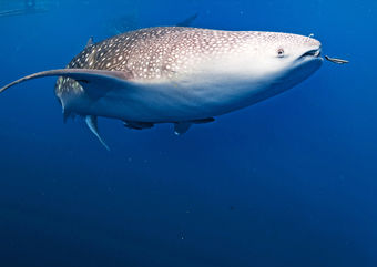 whale shark