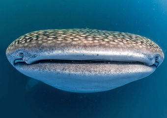 whale shark