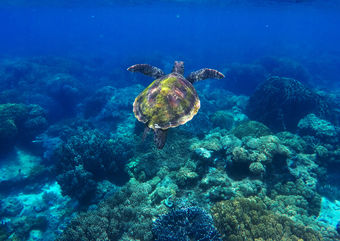 Green turtle, Apo Island