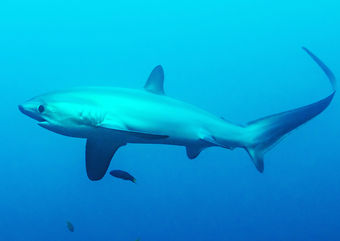 thresher shark