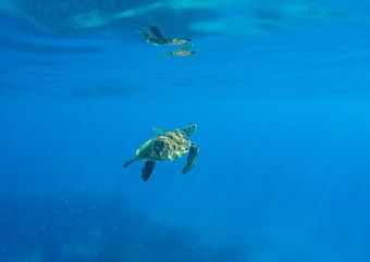 turtle in apo island 