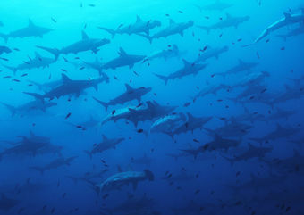 hammerheads galapagos