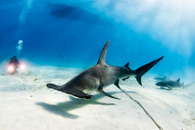 Bimini shark