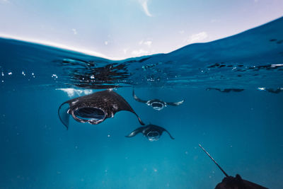 Mantas in the Maldives