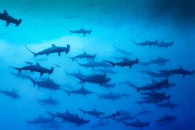 Cocos Island hammerheads