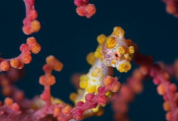 Yellow pygmy seahorse