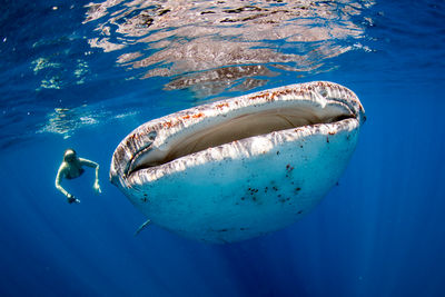 Maldives whale shark
