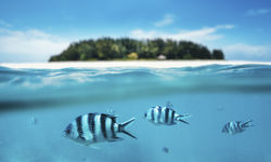 Tanzanian Coast Marine Life
