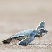 turtle hatchling