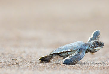 turtle hatchling
