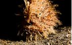 hairy frogfish