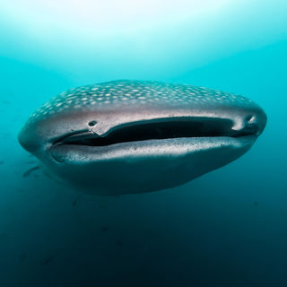 whale shark