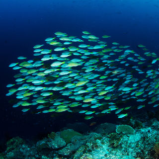 marine life Solomon Islands