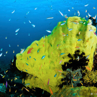 coral reef papua new guinea