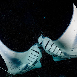 manta ray night dive