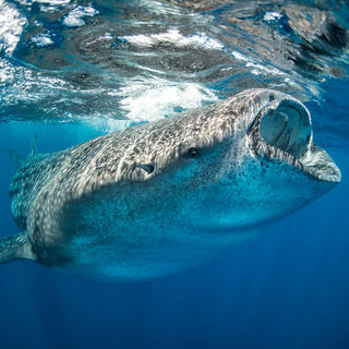 whale shark isla holbox