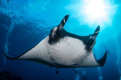 giant-manta-tofo-mozambique