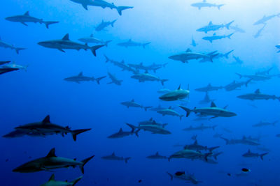 Grey reef sharks, French Polynesia