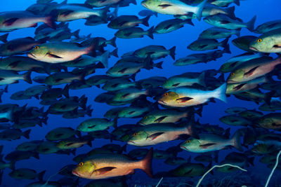 Red snapper spawning, Palau