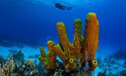 Diver and coral, Cayman Brac