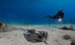 Diver and manta, Cayman Brac