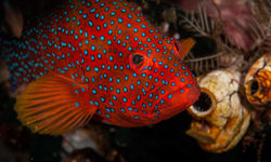 Red fish Cayman Brac