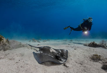 manta and diver in Cayman Brac