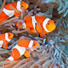 family of anemonefish