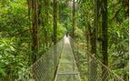 bridge in the rainforest costa rica