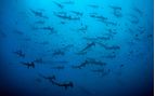 school of hammerheads