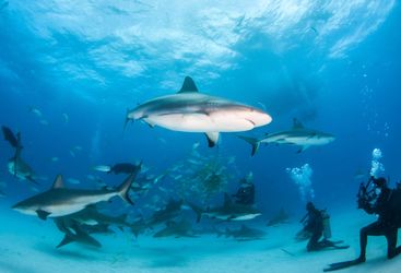 diving with sharks
