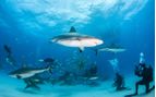 diving with sharks