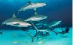 caribbean reef shark