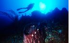 diving in andros