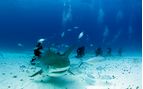 diving with a tiger shark
