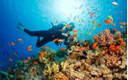 diver in the caribbean