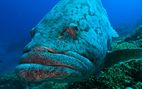 grouper at cod hole