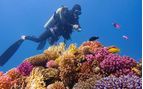diver on the great barrier reef